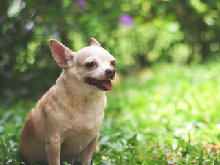 happy and healthy brown short hair  Chihuahua dog sitting on green grass in the garden, smiling with his tongue out, bokeh background.