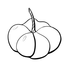 simple element for design graphic contour line sketch image of vegetables icon pumpkin autumn season holiday halloween isolated on white background