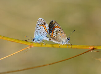 Butterfly on the branch