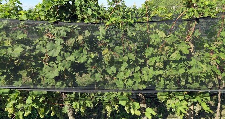 Vineyard netting protecting the crop against birds,insects and hail rolled along the grapevine orchard - obrazy, fototapety, plakaty