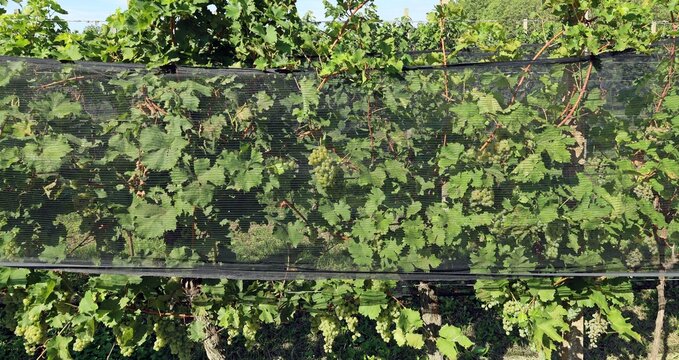 Vineyard netting protecting the crop against birds,insects and hail rolled along the grapevine orchard