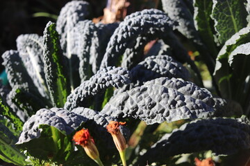 kale kale in vegetable garden closeup selective focus