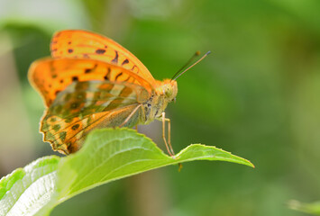 Butterfly on leaf