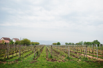 Fototapeta na wymiar Wine fields outdoor at Vrbice, Czech Republic.