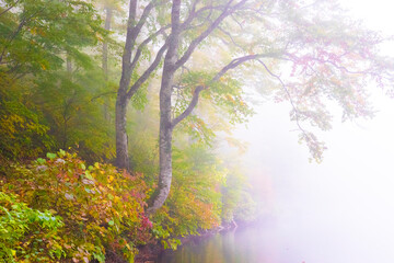 霧の雨飾高原、鎌池の紅葉の森