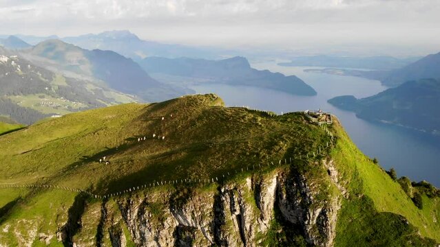 Aerial flyover around Niederbauen Chulm in Uri, Switzerland with a view of cows grazing and mountain peak's tall cliffs above Lake Lucerne on a summer morning in the Swiss Alps