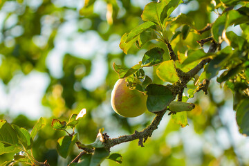 A branch of an old apple tree with an apple