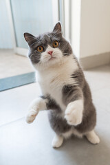 British Shorthair cat stands up and stretches out paws