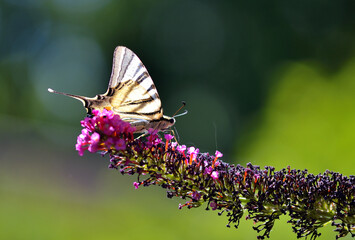Butterfly on flower