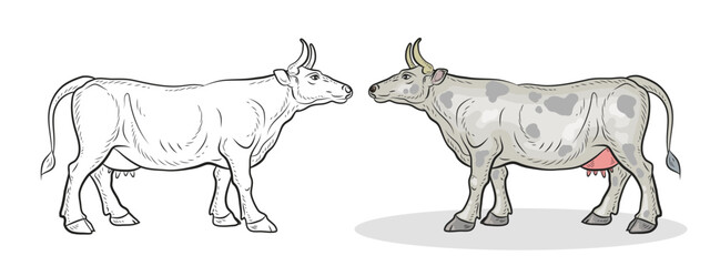 Cow, vector image, black and white linear and color drawing.
 Coloring book for children, clipart.
