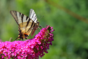 Butterfly on flower