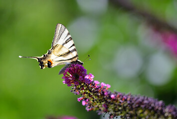 Butterfly on flower