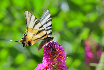 Butterfly on flower