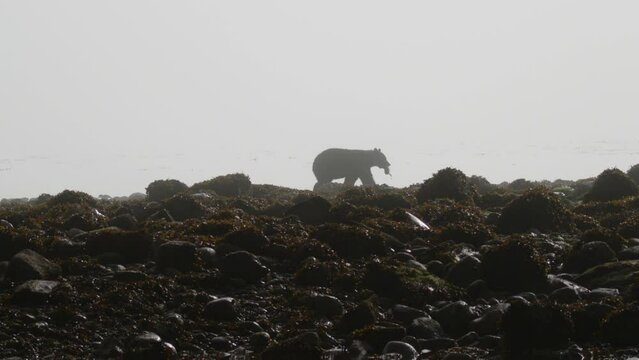 Black Bear walking with fishing on foggy morning. Silhouette.