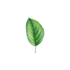 Leaf isolated white background, watercolor illustration, botanical painting. 