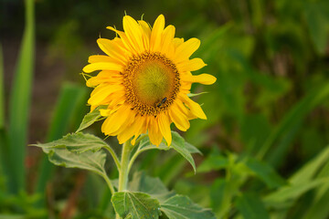 Decorative sunflower with a bee