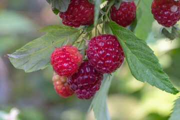A close-up photo of a bunch of ripe raspberries