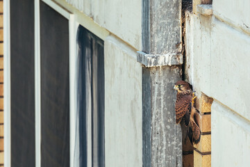Common kestrel, a wildlife bird in urban surrounding