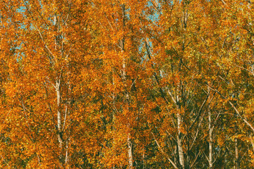 Fall season and beauty in nature, beautiful poplar forest landscape scenery in october