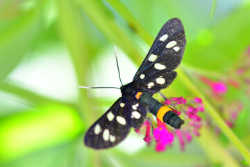 Butterfly on a flower