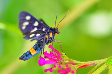 Butterfly on a flower