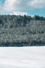 Winter season background, beautiful Zlatibor region landscape with evergreen forest trees and blue sky above white snow