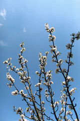 cherry blossom against sky