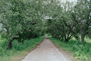 Fototapeta na wymiar road in the park apple trees 