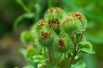 Medicinal plantain flowers