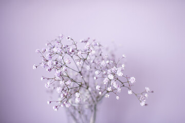 Small purple and white gypsophila flowers stand in a vase on a lilac background