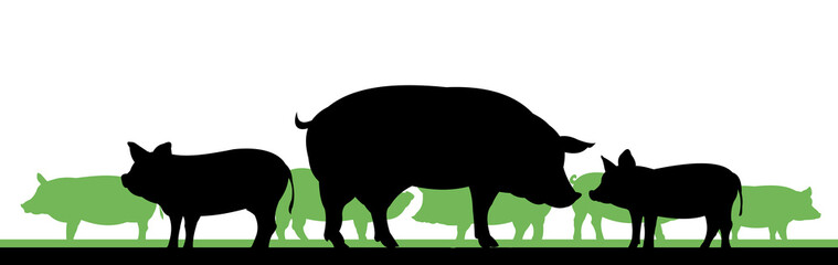 Pigs graze in pasture. Picture silhouette. Farm pets. Animals for meat and fat. Isolated on white background. Vector