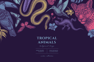 Tropical animals hand drawn illustration design. Background with vintage leopard, snake, lizard, hummingbird, toucan, rajah brooke's birdwing, african giant swallowtail, monstera, strelitzia, protea