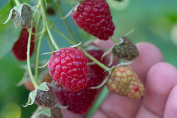 Close up of a female  hand holding ripe raspberry berries in the garden