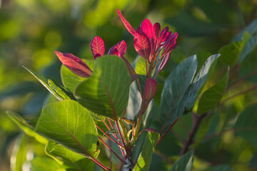 Young leaves of common Scampia