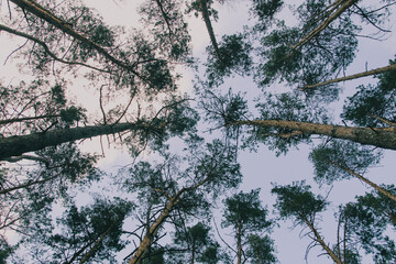 branches of a tree against blue sky 