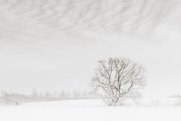 Black and white wide angle view of the winter landscape with the lone tree