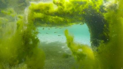 Underwater the growth of filamentous algae with small fish in shallow water in the ocean, Atlantic, Spain