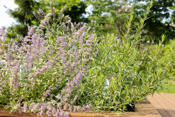 Sensory garden with medicinal fragrant herbs. Lavender, thyme, mint. Close-up.