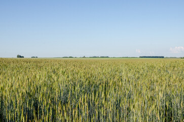 Rye field in the countryside. Farmers grow rye.
