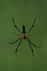 Spider web dark photo 