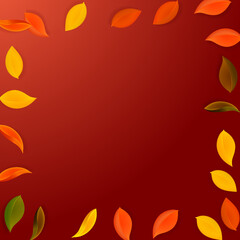 Falling autumn leaves. Red, yellow, green, brown n