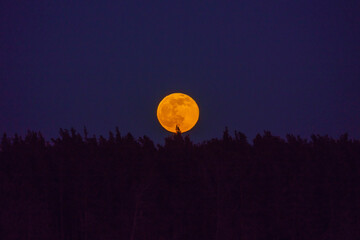 Full moon rising in the dark sky over the forest