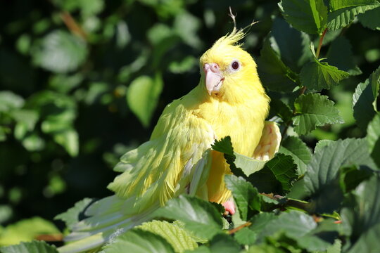 A cockatiel among the leaves of a tree. Yellow parrot  on a branch. Green leafy background. Yellow bird.