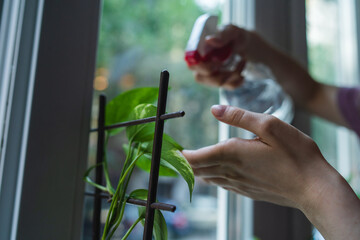 A close up of young female hands taking care of her plants indoors inside her apartment during the day