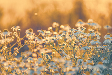 Summer field of daisies at sunset
