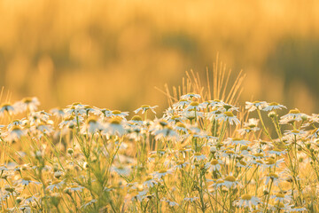 Summer field of daisies at sunset