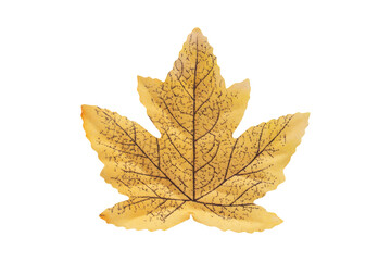 Yellow artificial maple leaf isolated on png or transparent background