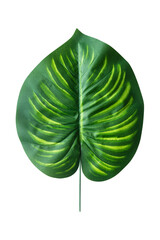 green artificial betel leaf isolated on png or transparent background