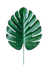 green artificial monstera leaf isolated on png or transparent background