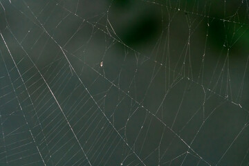 A spiderweb close-up background